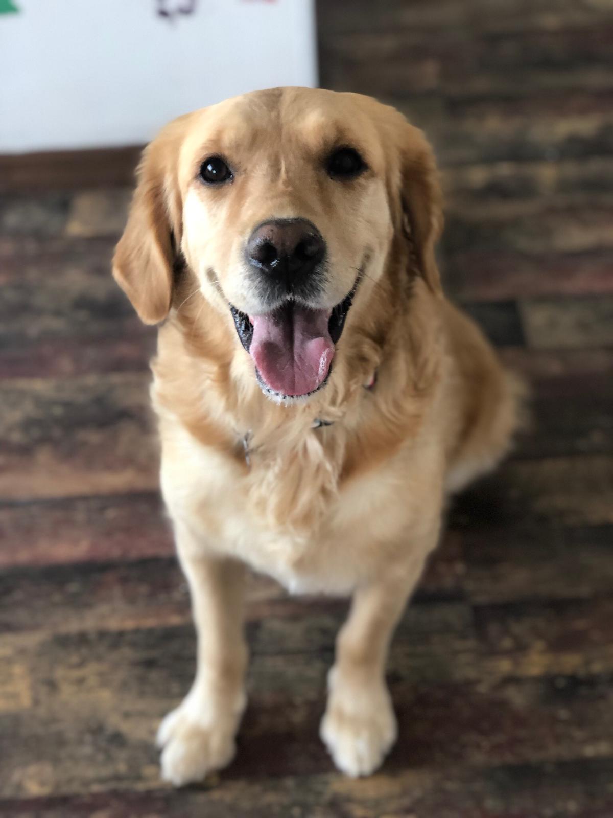 Güzel bir öğleden sonra köpeğinizle bir yamaçta oturmak, dünya üzerinde cenneti yaşamak gibidir; hiçbir şey yapmamanın hiç sıkıcı olmadığı ve huzurun hakim olduğu cennetesiniz. - Milan Kundera